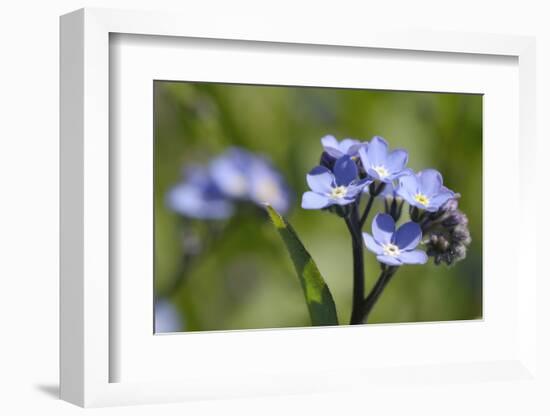 Wood Forget-Me-Not (Myosotis Sylvatica) Flowers, Cornwall, England, United Kingdom-Nick Upton-Framed Photographic Print