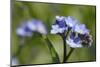 Wood Forget-Me-Not (Myosotis Sylvatica) Flowers, Cornwall, England, United Kingdom-Nick Upton-Mounted Photographic Print