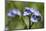 Wood Forget-Me-Not (Myosotis Sylvatica) Flowers, Cornwall, England, United Kingdom-Nick Upton-Mounted Photographic Print