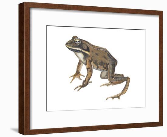 Wood Frog (Rana Sylvatica), Amphibians-Encyclopaedia Britannica-Framed Art Print