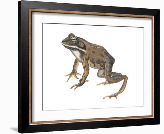 Wood Frog (Rana Sylvatica), Amphibians-Encyclopaedia Britannica-Framed Art Print