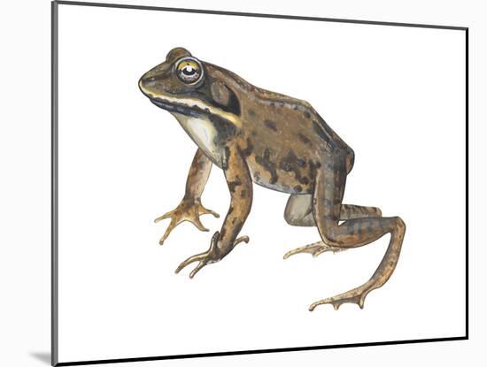 Wood Frog (Rana Sylvatica), Amphibians-Encyclopaedia Britannica-Mounted Art Print