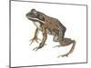 Wood Frog (Rana Sylvatica), Amphibians-Encyclopaedia Britannica-Mounted Art Print