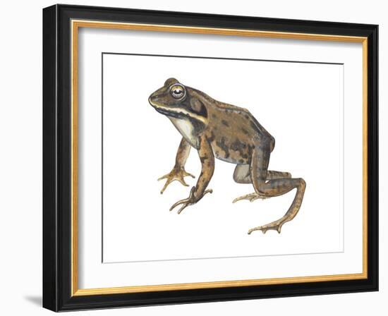 Wood Frog (Rana Sylvatica), Amphibians-Encyclopaedia Britannica-Framed Art Print