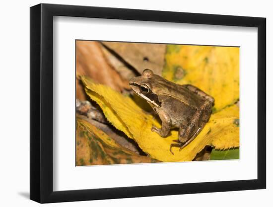 Wood Frog-Lynn M^ Stone-Framed Photographic Print