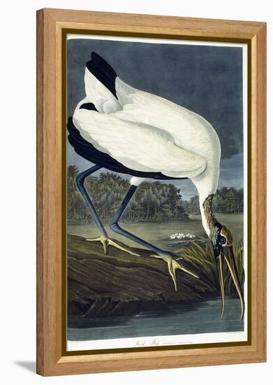 Wood Ibis, 1834-John James Audubon-Framed Premier Image Canvas