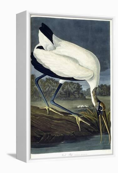 Wood Ibis, 1834-John James Audubon-Framed Premier Image Canvas