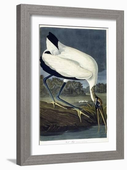 Wood Ibis, 1834-John James Audubon-Framed Giclee Print