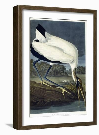 Wood Ibis, 1834-John James Audubon-Framed Giclee Print