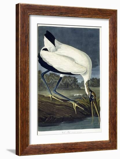 Wood Ibis, 1834-John James Audubon-Framed Giclee Print