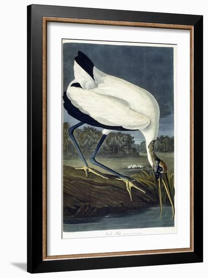 Wood Ibis, 1834-John James Audubon-Framed Giclee Print