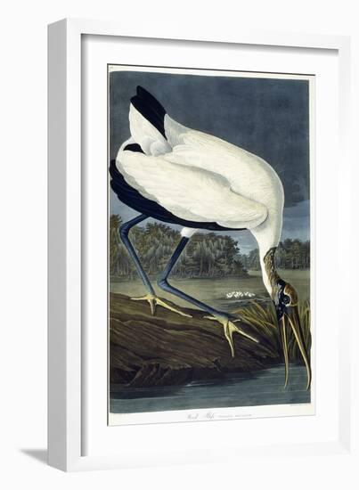 Wood Ibis, 1834-John James Audubon-Framed Giclee Print