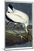 Wood Ibis, 1834-John James Audubon-Mounted Giclee Print