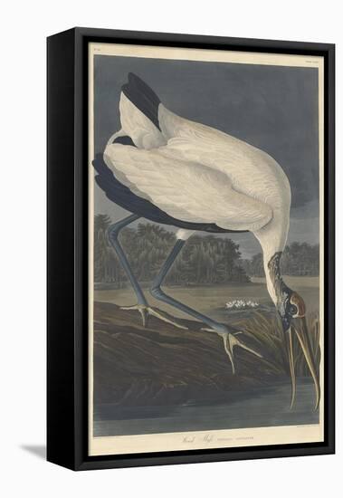 Wood Ibis, 1834-John James Audubon-Framed Premier Image Canvas