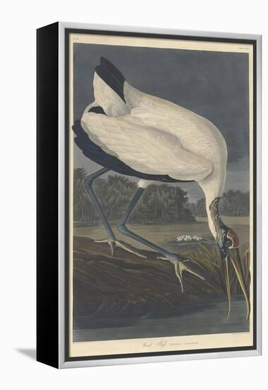 Wood Ibis, 1834-John James Audubon-Framed Premier Image Canvas