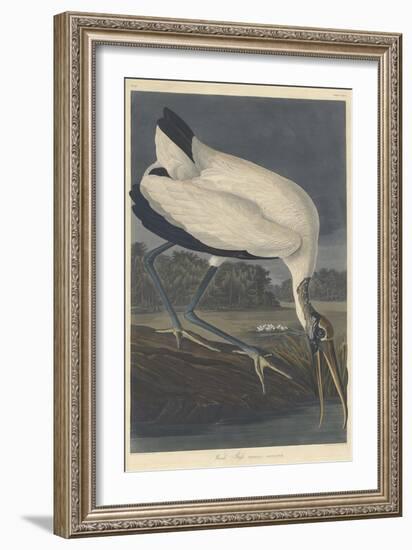 Wood Ibis, 1834-John James Audubon-Framed Giclee Print