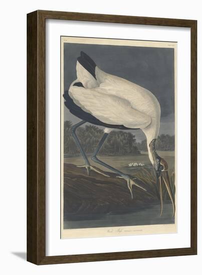 Wood Ibis, 1834-John James Audubon-Framed Giclee Print