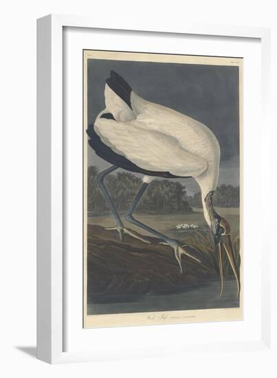 Wood Ibis, 1834-John James Audubon-Framed Giclee Print