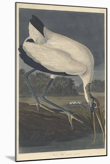 Wood Ibis, 1834-John James Audubon-Mounted Giclee Print