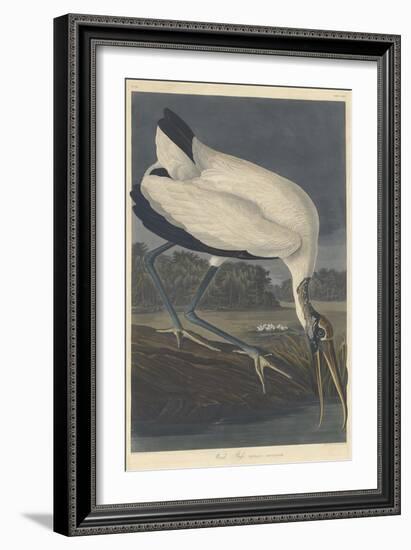 Wood Ibis, 1834-John James Audubon-Framed Giclee Print