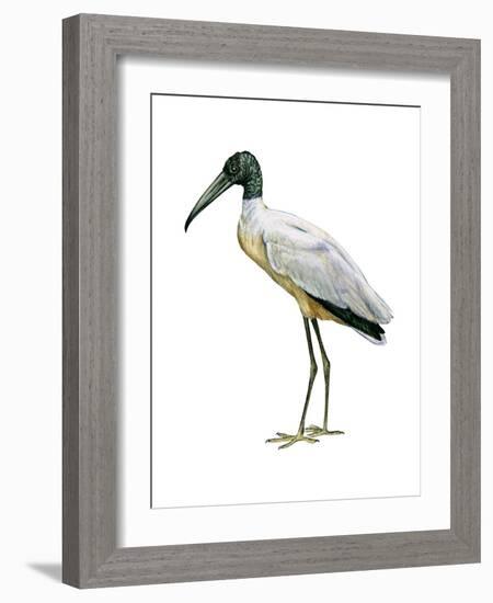 Wood Ibis (Mycteria Americana), Birds-Encyclopaedia Britannica-Framed Art Print