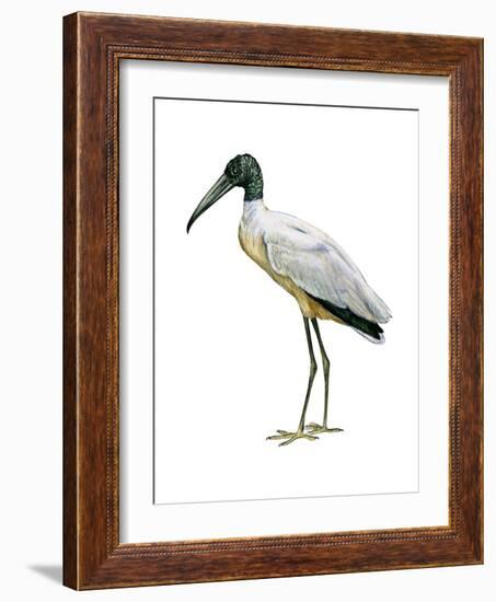 Wood Ibis (Mycteria Americana), Birds-Encyclopaedia Britannica-Framed Art Print