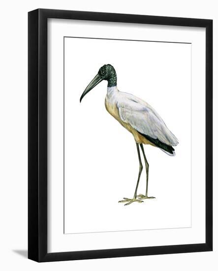 Wood Ibis (Mycteria Americana), Birds-Encyclopaedia Britannica-Framed Art Print