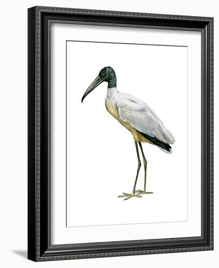 Wood Ibis (Mycteria Americana), Birds-Encyclopaedia Britannica-Framed Art Print