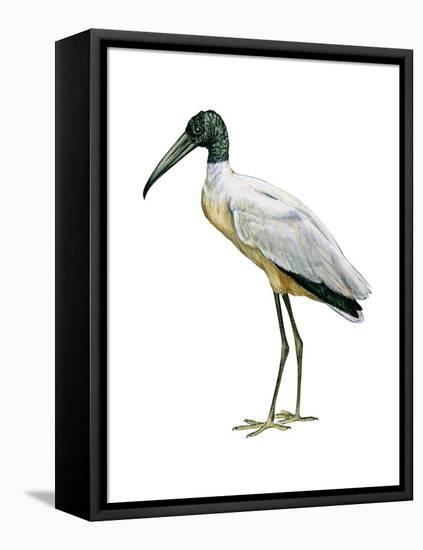 Wood Ibis (Mycteria Americana), Birds-Encyclopaedia Britannica-Framed Stretched Canvas