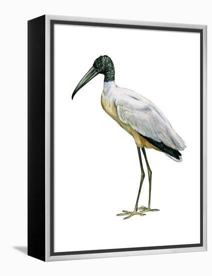 Wood Ibis (Mycteria Americana), Birds-Encyclopaedia Britannica-Framed Stretched Canvas