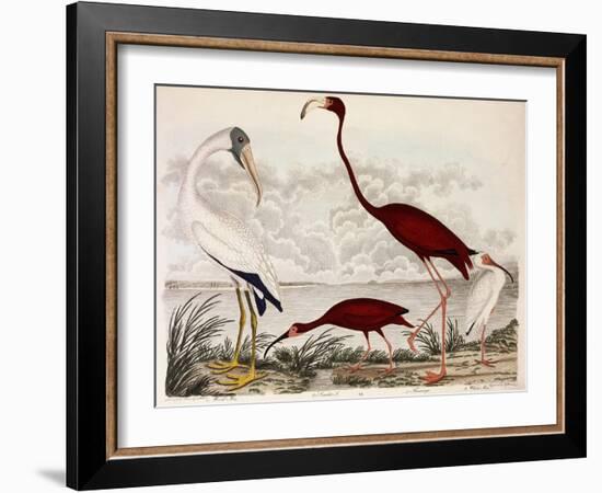 Wood Ibis, Scarlet Flamingo, White Ibis, C.1828-1829-Alexander Wilson-Framed Giclee Print