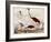 Wood Ibis, Scarlet Flamingo, White Ibis, C.1828-1829-Alexander Wilson-Framed Giclee Print