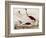 Wood Ibis, Scarlet Flamingo, White Ibis, C.1828-1829-Alexander Wilson-Framed Giclee Print