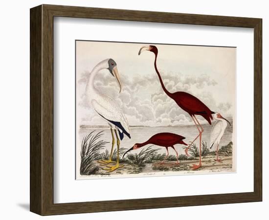 Wood Ibis, Scarlet Flamingo, White Ibis, C.1828-1829-Alexander Wilson-Framed Giclee Print