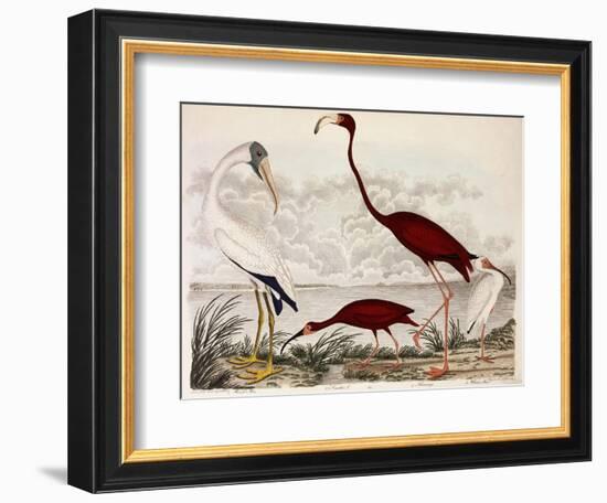 Wood Ibis, Scarlet Flamingo, White Ibis, C.1828-1829-Alexander Wilson-Framed Giclee Print