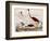 Wood Ibis, Scarlet Flamingo, White Ibis, C.1828-1829-Alexander Wilson-Framed Giclee Print