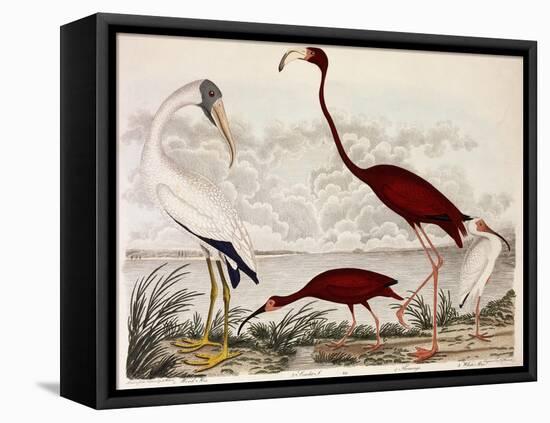 Wood Ibis, Scarlet Flamingo, White Ibis, C.1828-1829-Alexander Wilson-Framed Premier Image Canvas