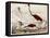 Wood Ibis, Scarlet Flamingo, White Ibis, C.1828-1829-Alexander Wilson-Framed Premier Image Canvas