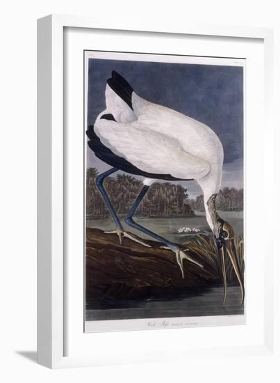 Wood Ibis-John James Audubon-Framed Premium Giclee Print