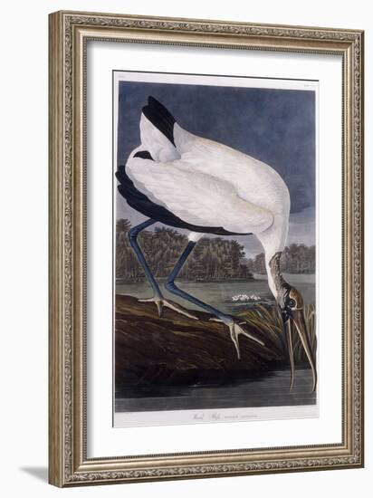 Wood Ibis-John James Audubon-Framed Giclee Print