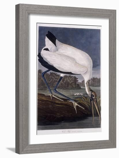 Wood Ibis-John James Audubon-Framed Giclee Print