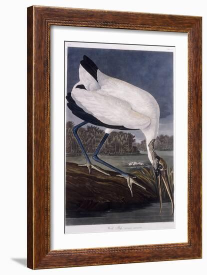 Wood Ibis-John James Audubon-Framed Giclee Print