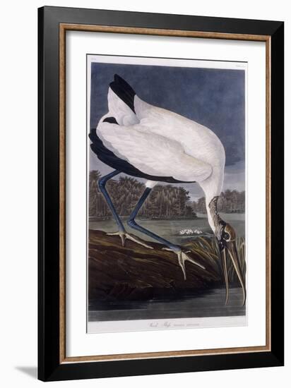 Wood Ibis-John James Audubon-Framed Giclee Print