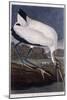 Wood Ibis-John James Audubon-Mounted Giclee Print