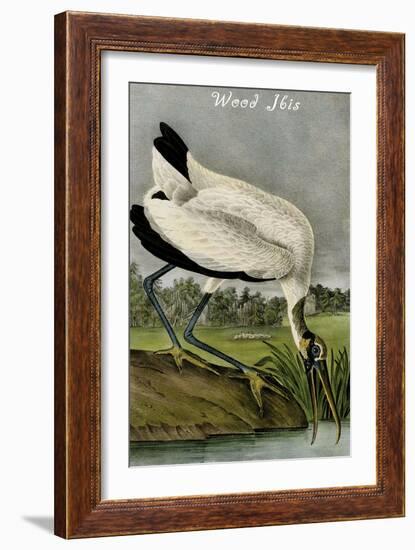 Wood Ibis-John James Audubon-Framed Art Print