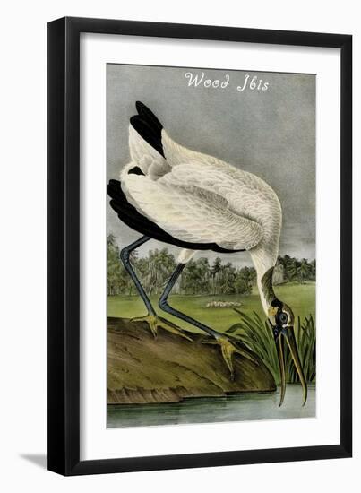 Wood Ibis-John James Audubon-Framed Art Print