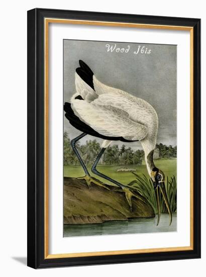 Wood Ibis-John James Audubon-Framed Art Print