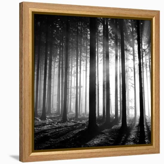 Wood Light-null-Framed Premier Image Canvas