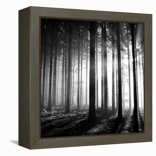 Wood Light-null-Framed Premier Image Canvas