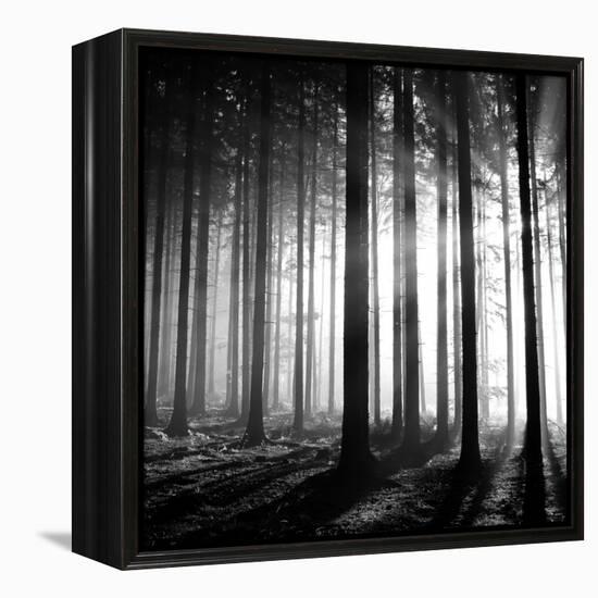 Wood Light-null-Framed Premier Image Canvas